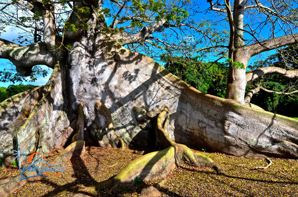 arbol-ceiba-vieques-puerto-rico-tree-34