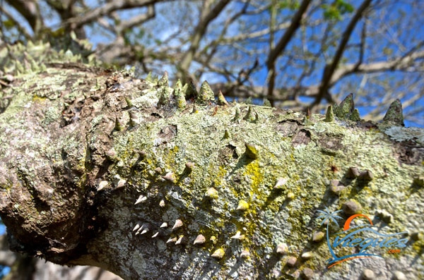 ceiba-puerto-rico-34