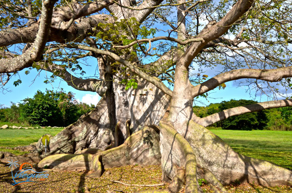ceiba-puerto-rico-arbol-vieques (1)