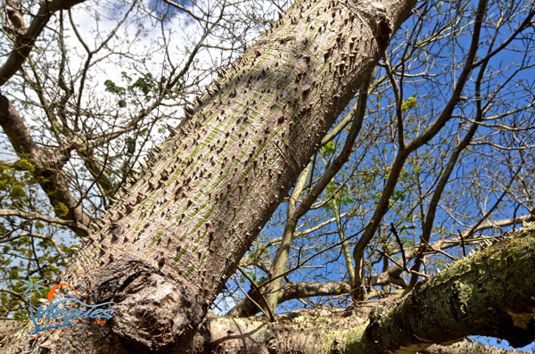 ceiba-puerto-rico-arbol-vieques-80335