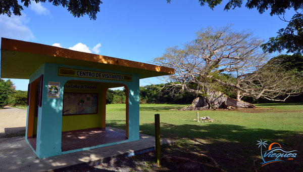 la-ceiba-tree-parque-puerto-rico-vieques