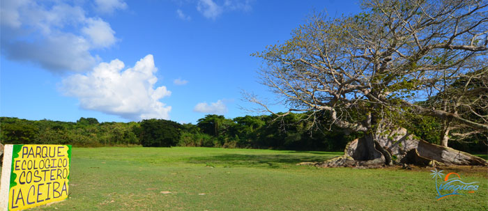 parque-ceiba-vieques-puerto-rico-attractions