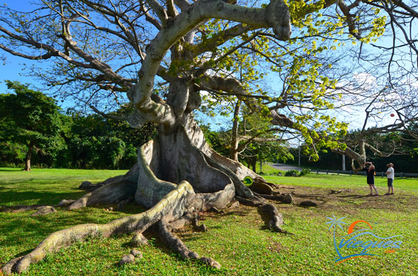 vieques-ceiba-tree-puerto-rico-8952 (1)