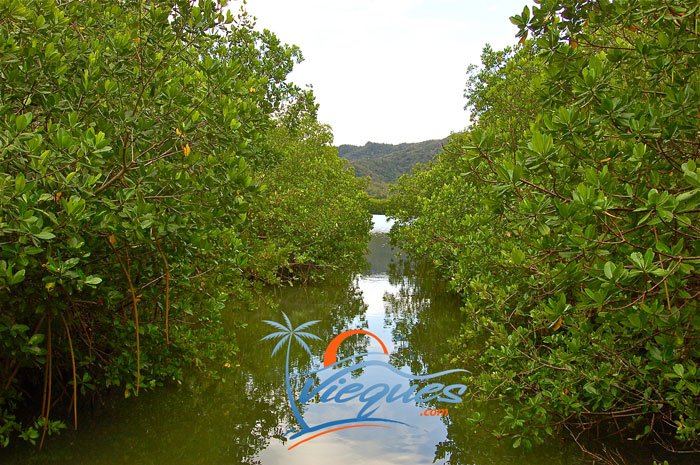 vieques-island-laguna-kiani-wildlife-refuge2