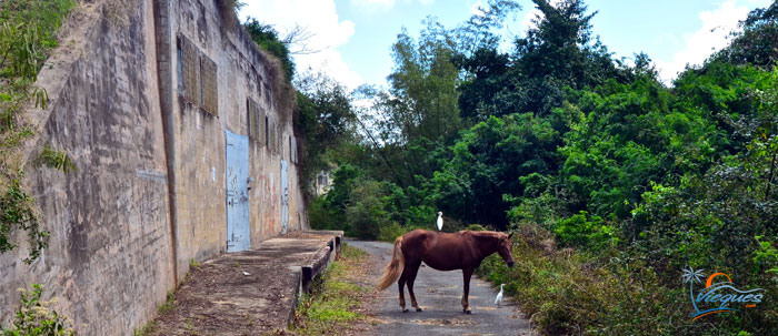 vieques-navy-bunkers-magazines-attractions-3935 (1)
