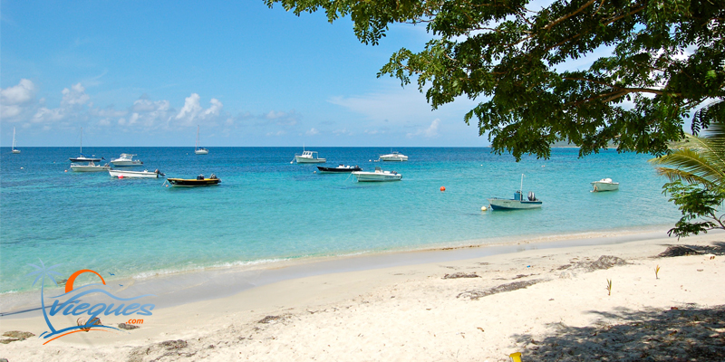 vieques-puerto-rico-11