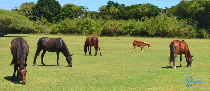 vieques-puerto-rico-attractions-horses-345
