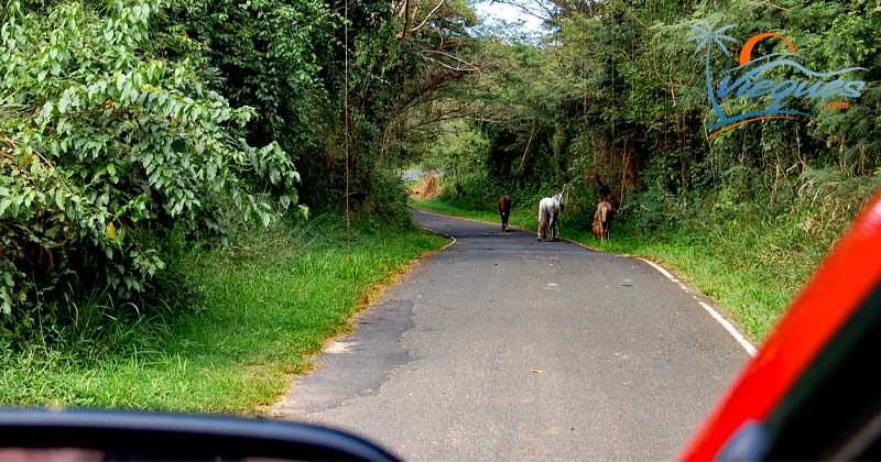 vieques-puerto-rico-roads