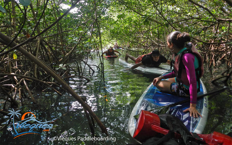 vieques-island-puerto-rico-paddleboarding-tours