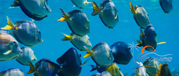 vieques-island-scuba-diving-activities