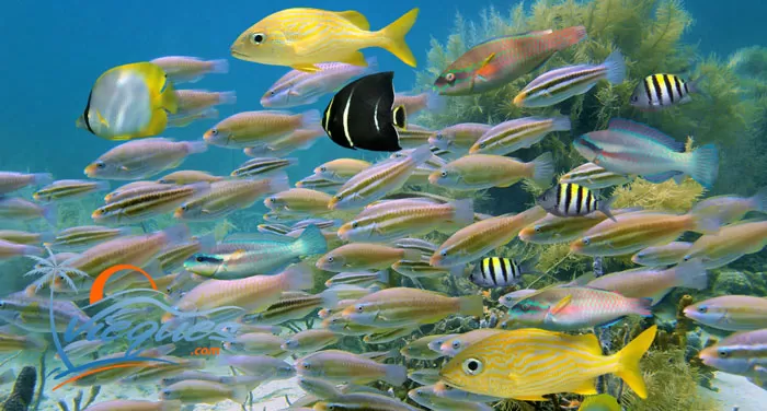 vieques-snorkeling1